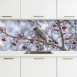 Pestvogel - Bessen - Winter - Natuur keuken achterwand 2 middel -3d