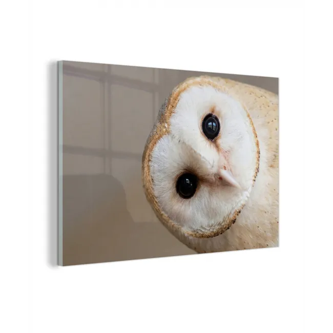 Glas schilderij - Uil - Bruin - Wit