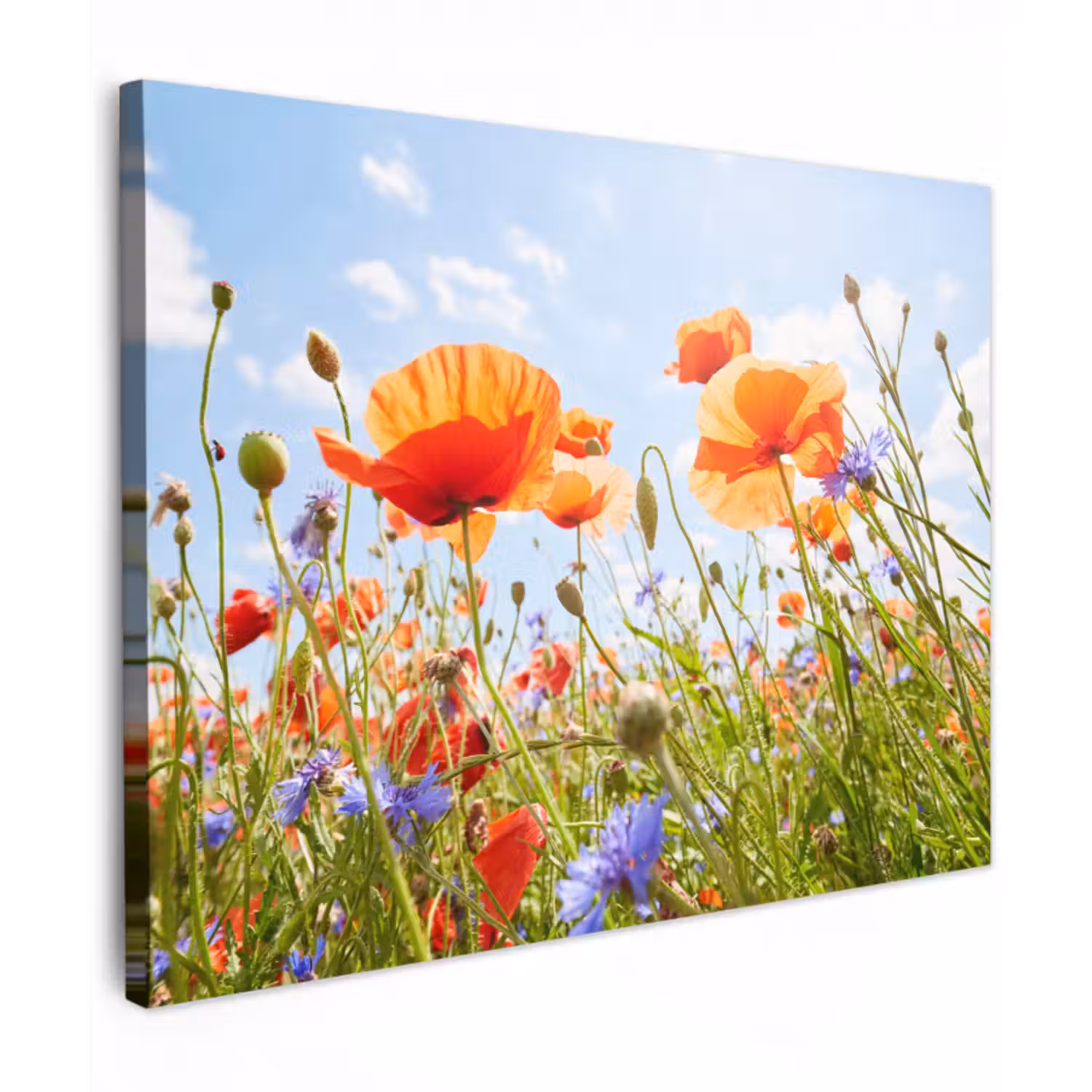 Leinwandbild - Blumen - Mohn - Frühling - Natur - Rot - Blau