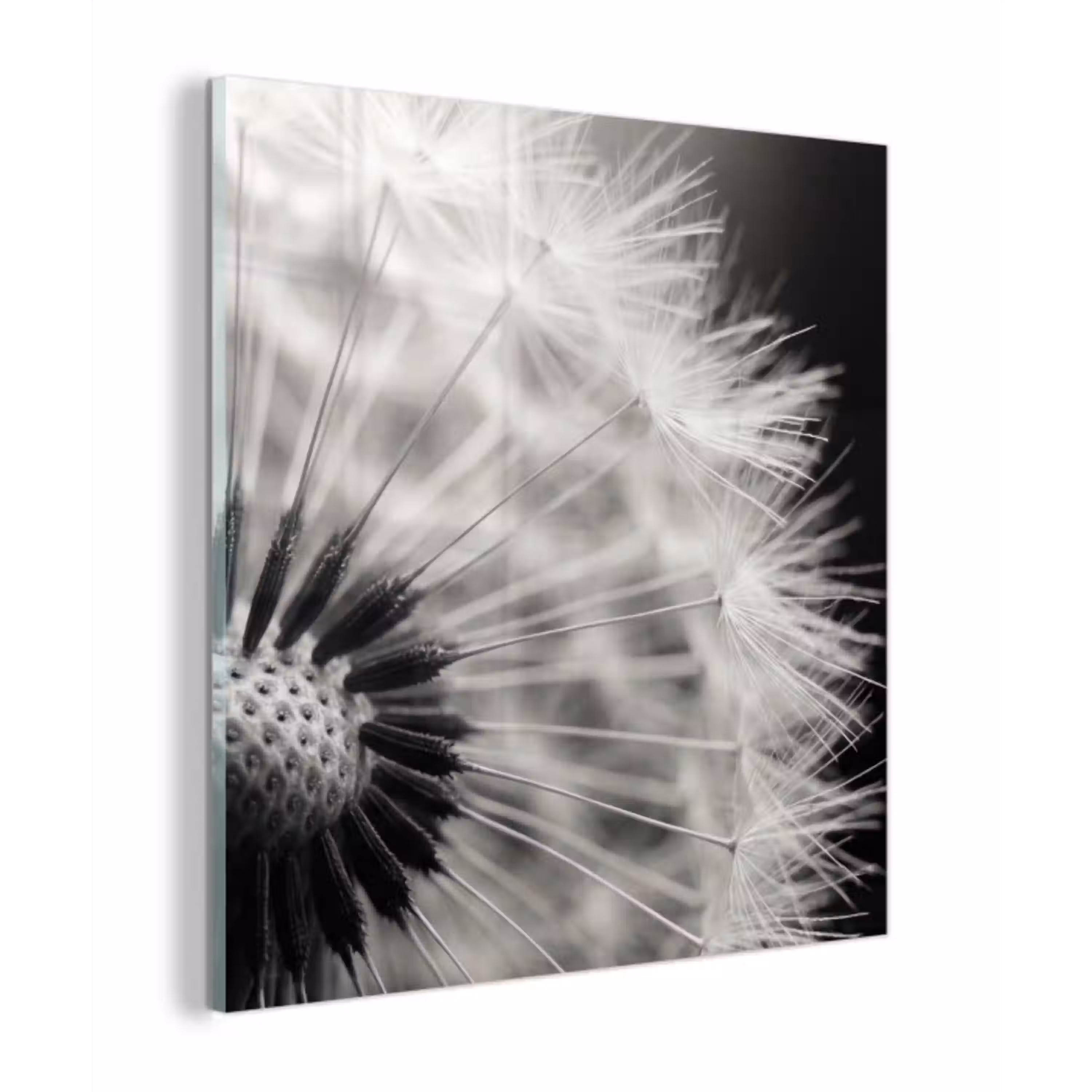 Paardenbloem - Zwart - Wit plexiglas 5mm klein -z3d