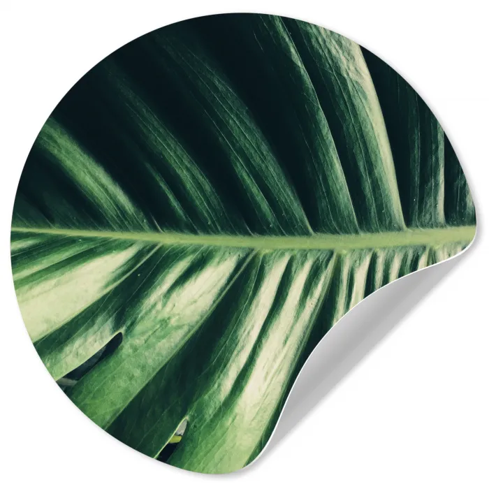Bladeren - Tropisch - Jungle Wandcirkel behangsticker klein -3d