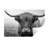 Schotse hooglander - Zwart - Wit - Gras Muursticker klein -3d