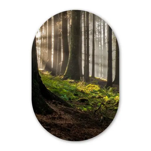 Zon - Takken - Bomen - Bos - Natuur Wandcirkel Ovaal Forex klein -3d