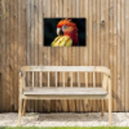 Close-up - Papegaai - Veren - Oranje Tuinposter op houten frame 2 cm dik klein -sfeer4