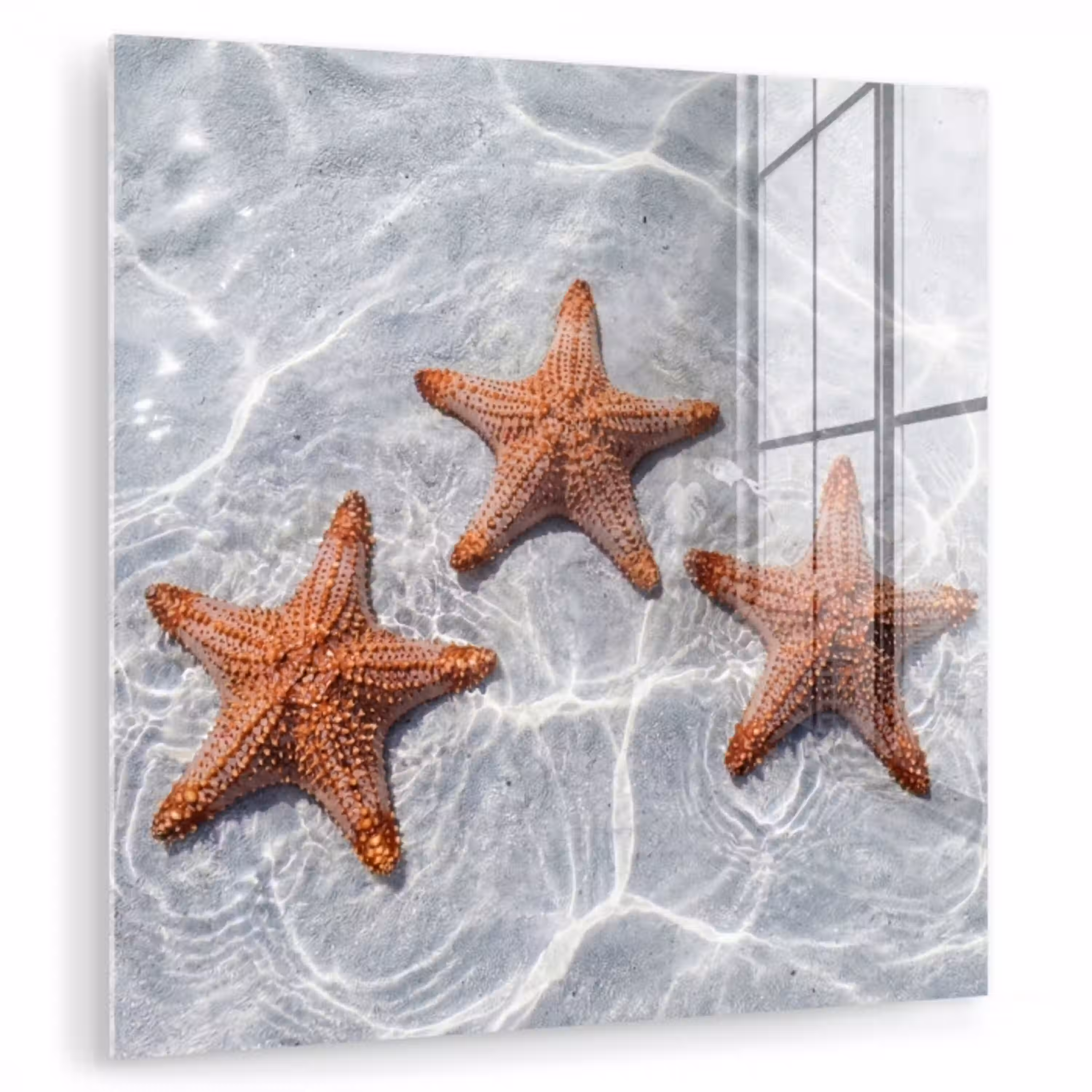 Zeesterren - Water - Helder plexiglas 5mm klein -zzzproduct_nieuw