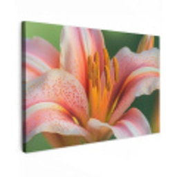 Lelie - Close up - Lichtroze Tuinposter op houten frame 2 cm dik klein -3d