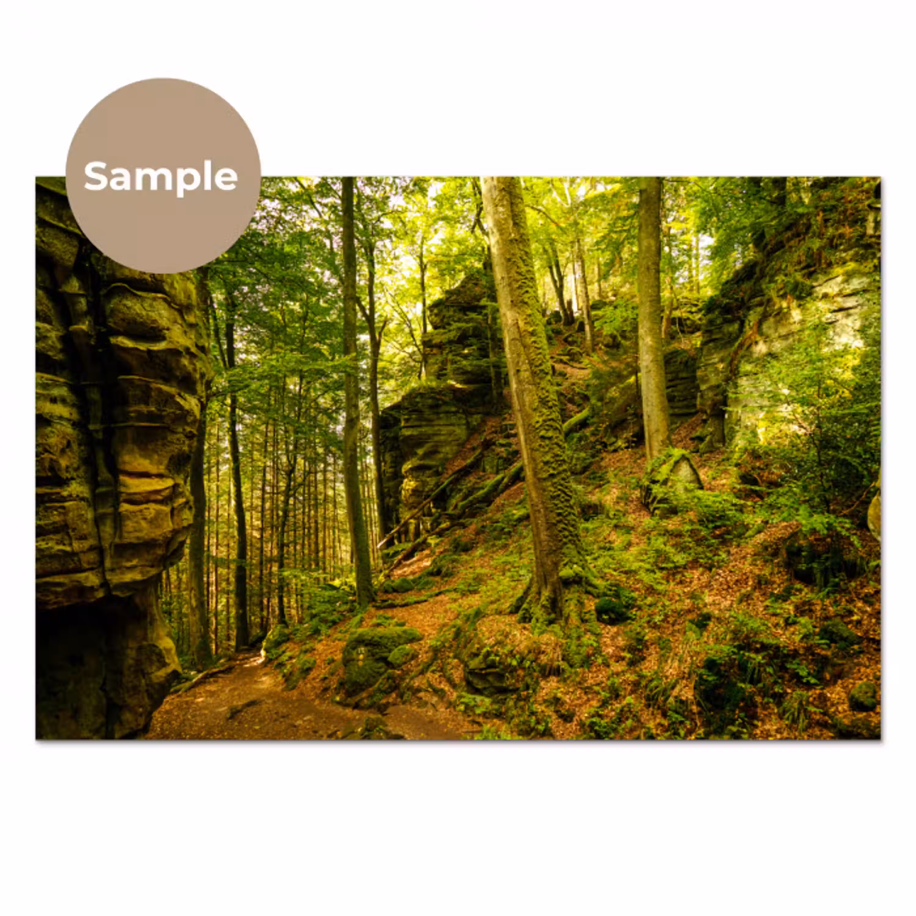 Bomen - Steen - Bos - Natuur - Planten keuken achterwand sample klein -3d