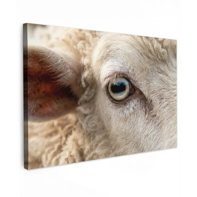 Buiten canvas - Schaap - Oog - Wit
