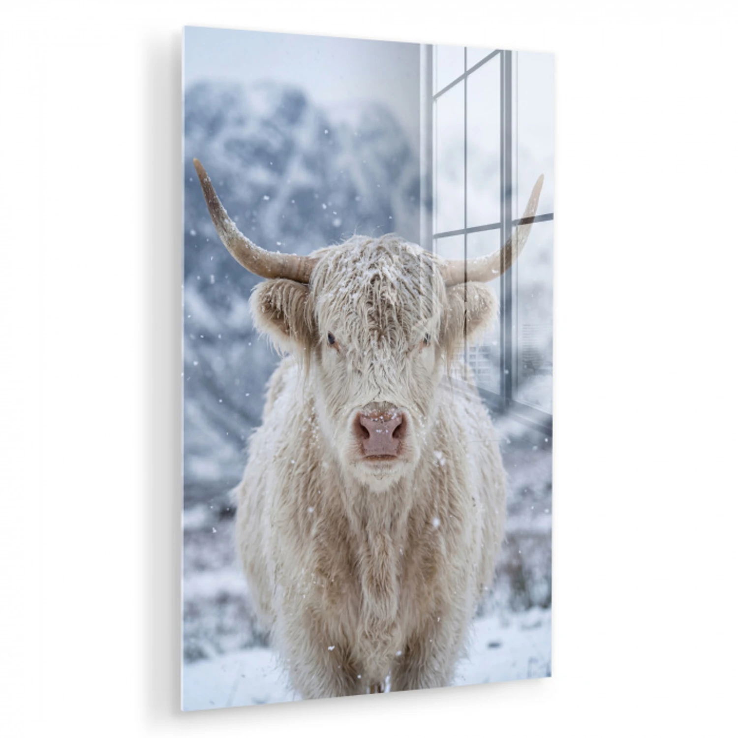 Schotse Hooglander - Sneeuw - Bergen - Winter plexiglas 5mm klein -zzzproduct_nieuw