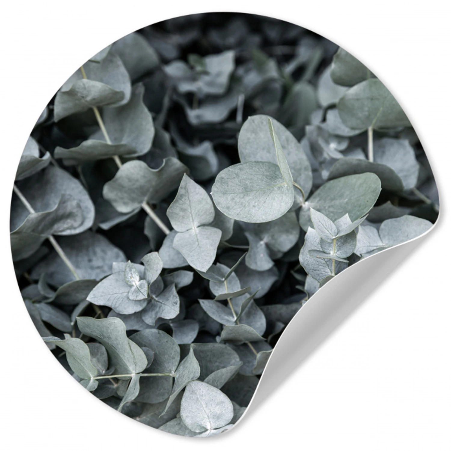 Natuur - Planten - Eucalyptus - Bladeren Wandcirkel behangsticker klein -3d