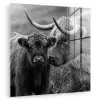 Schotse hooglander - Kalf - Zwart - Wit plexiglas 5mm klein -zzzproduct_nieuw