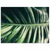 Tropisch - Inductie mat - Natuur - Inductie beschermer - Jungle poster papier klein -3d