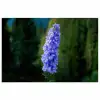 Bloemen - Blauw - Dennenboom poster papier klein -3d