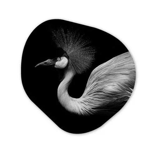 Kraanvogel - Zwart - Wit - Vogel - Dieren Wandcirkel Organisch Forex 3mm klein -3d