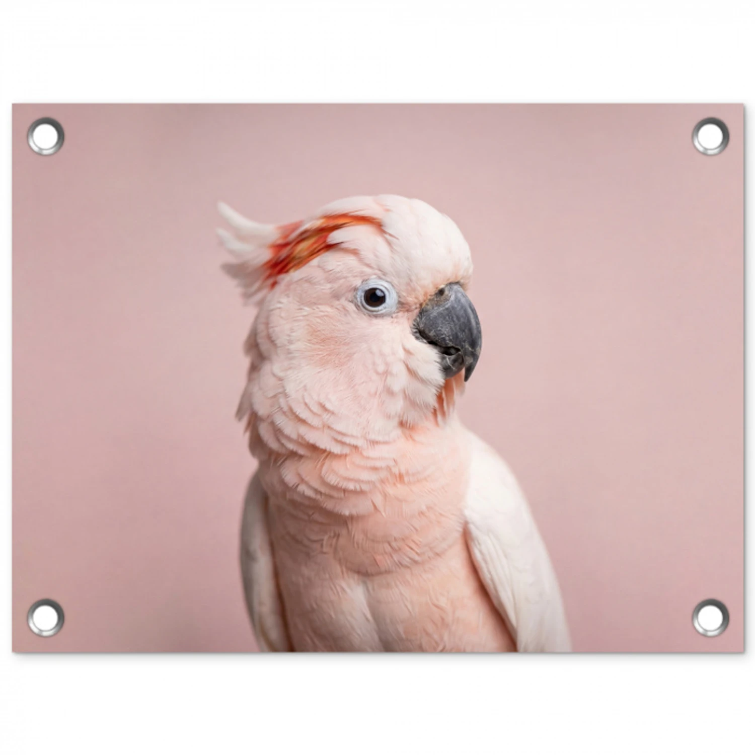 Kaketoe - Portret - Roze tuinposter los doek klein -3d