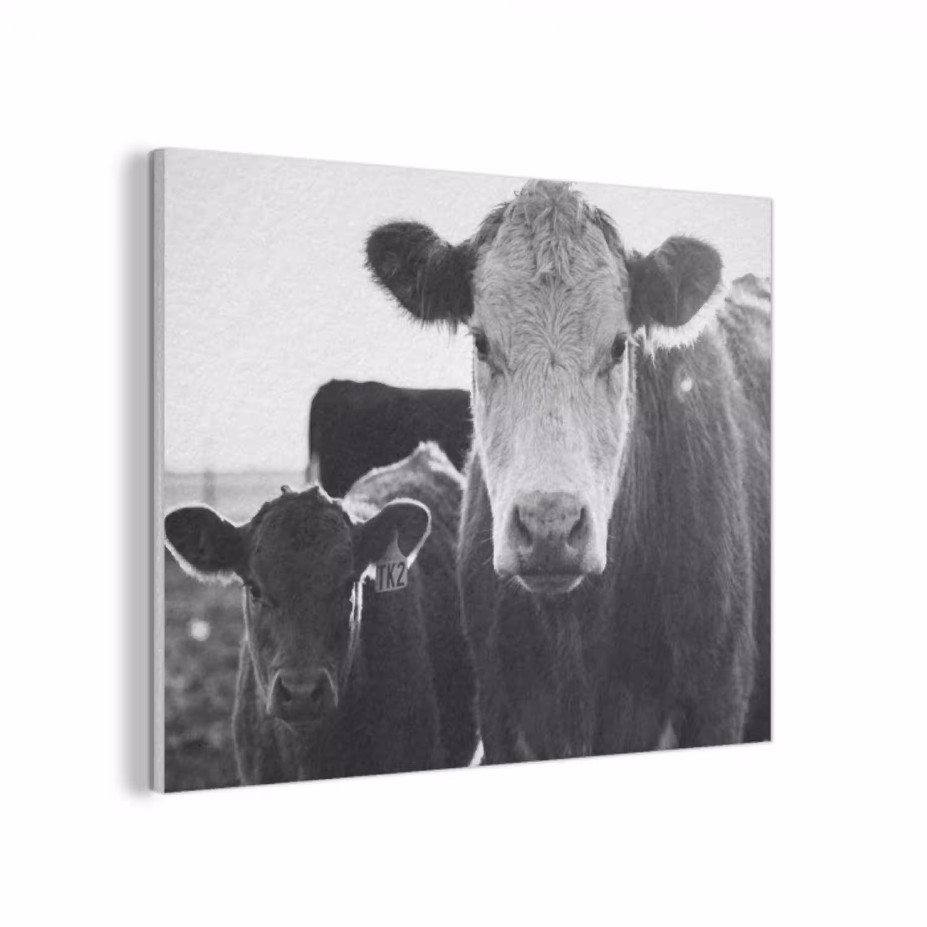Koeien - Zwart - Wit PET vilt klein -3d