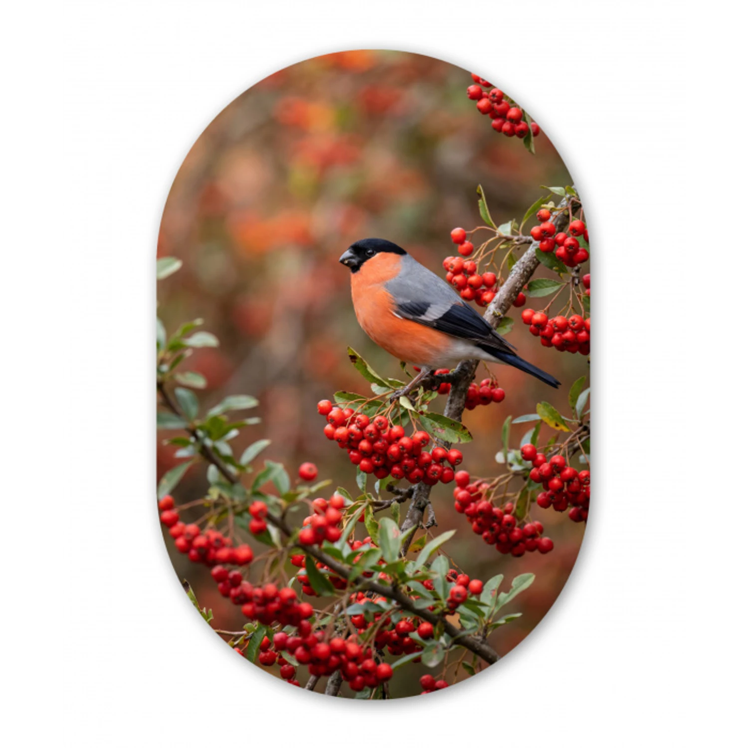 Goudvink - Bessen - Herfst - Natuur - Kleurrijk Wandcirkel Ovaal Aluminium middel -3d
