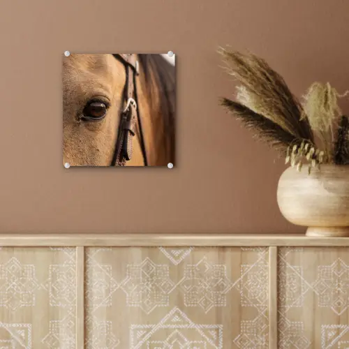 Paard - Oog - Bruin plexiglas 5mm klein -sfeer5