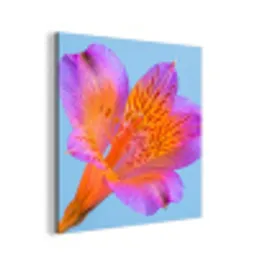 Bloem - Detail - Kleurrijk aluminium wit klein -3d