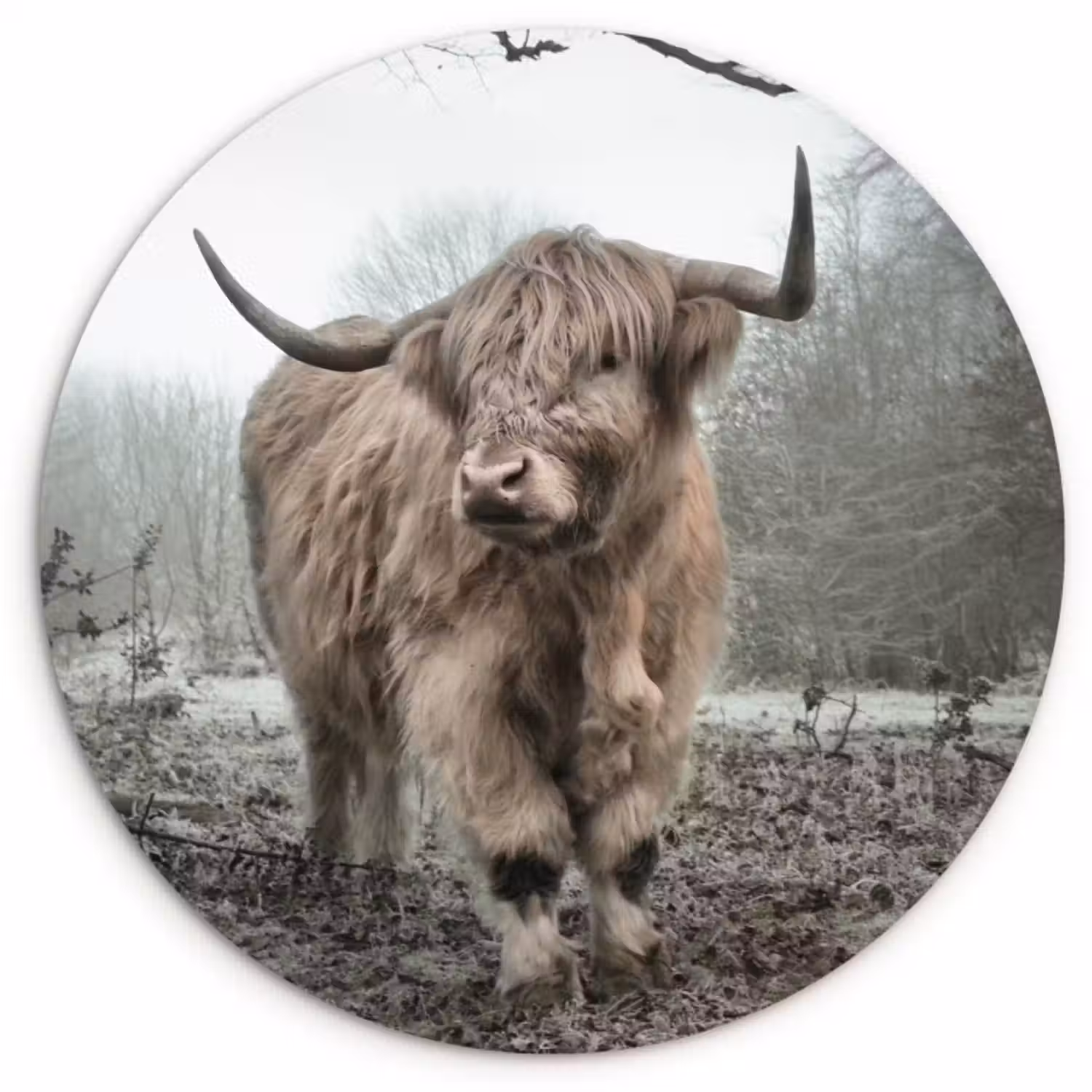 Muurcirkel - Schotse Hooglander - Bos - Mist - Koe - Dieren - Natuur