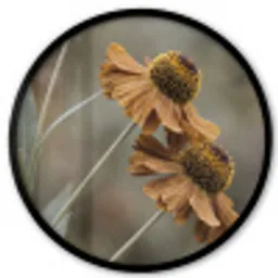 Zonnehoed - Droogbloemen - Geel - Warm Fotolijst rond zonder passe partout klein -3d