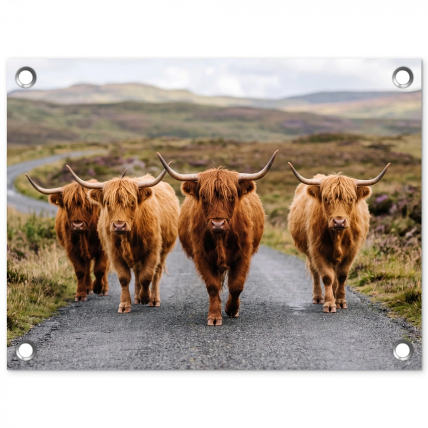 Schotse Hooglanders - Weg - Landschap - Kudde tuinposter los doek klein -3d