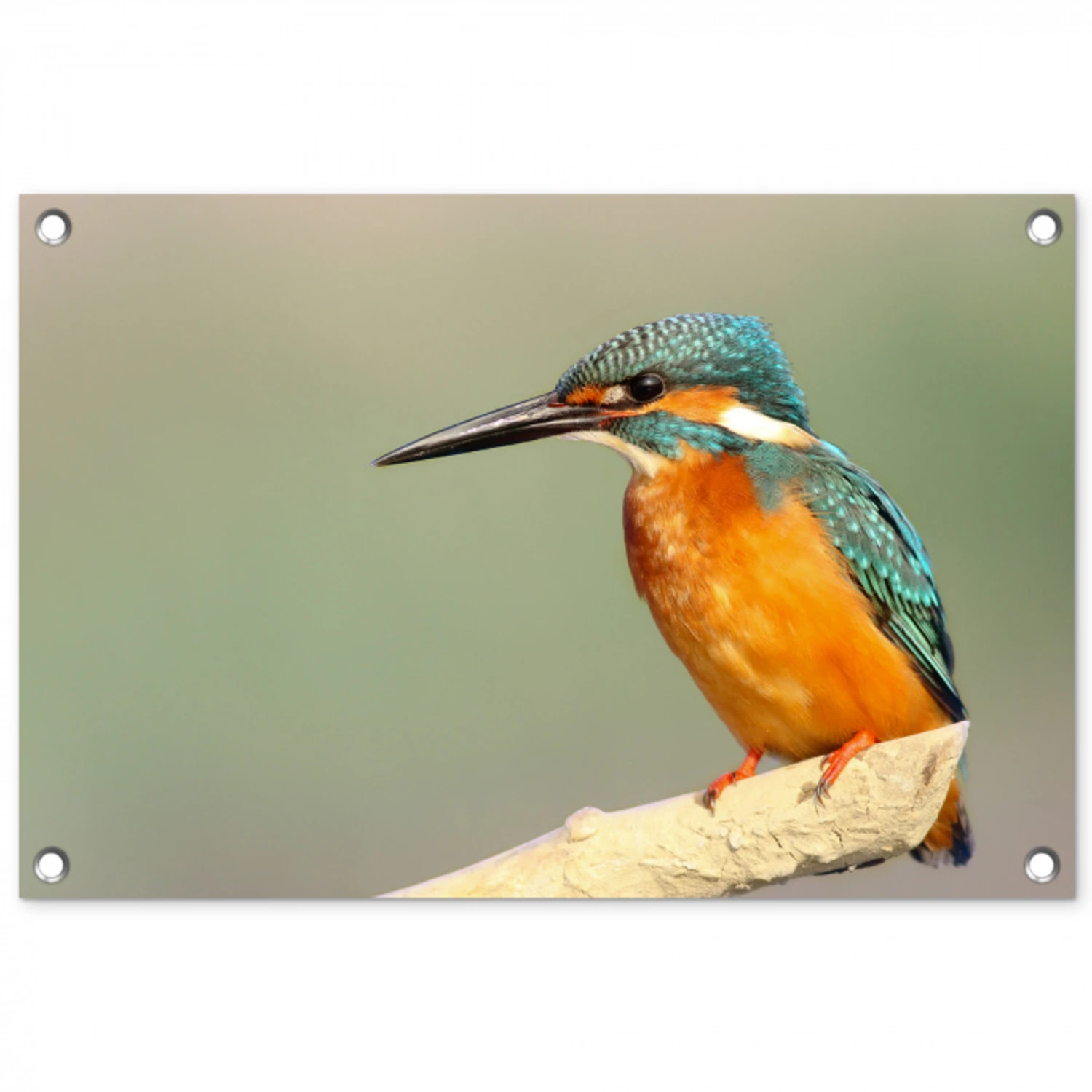 Vogel - IJsvogel - Tak tuinposter los doek klein -3d