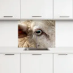 Schaap - Oog - Wit keuken achterwand 2 middel -3d