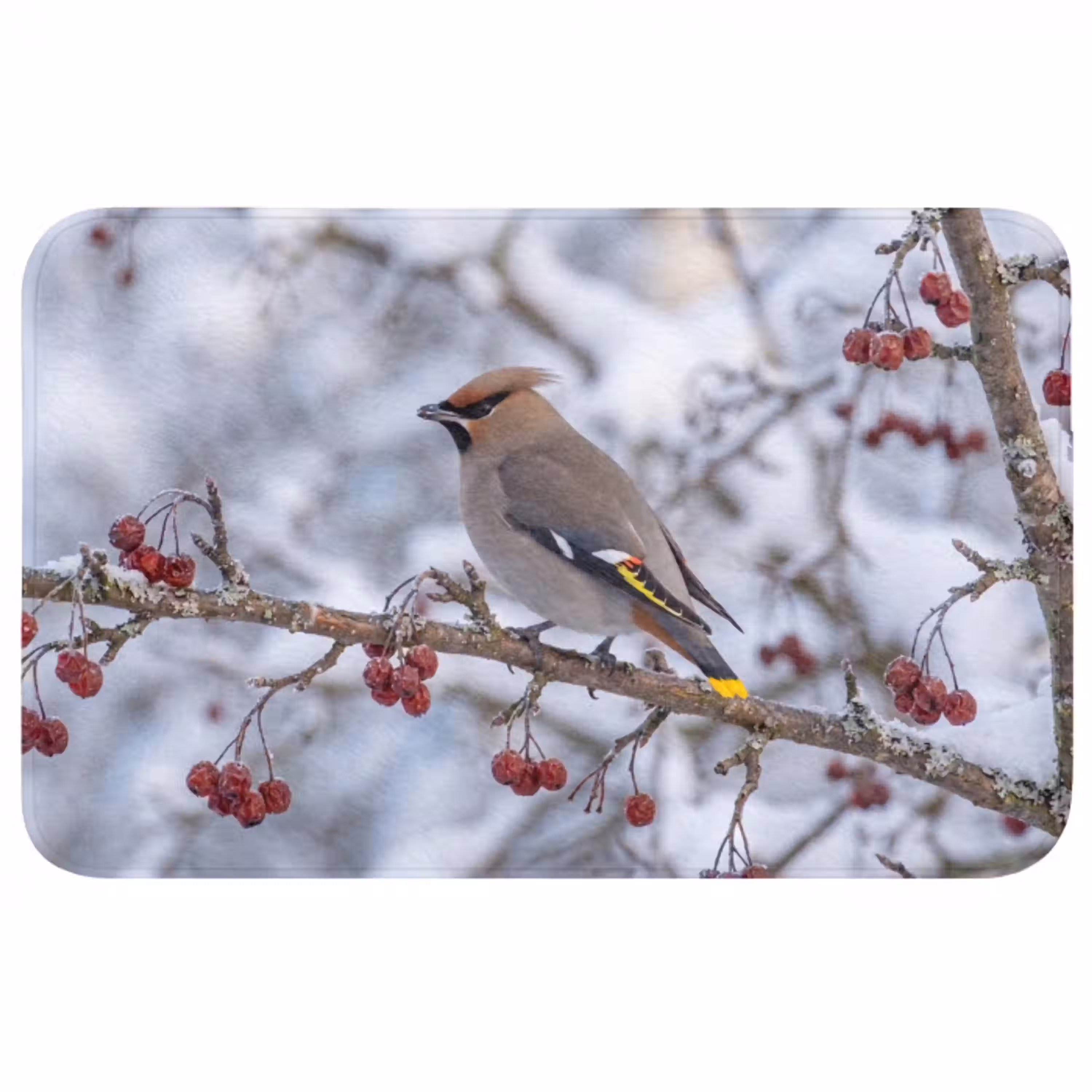 Pestvogel - Bessen - Winter - Natuur Badmat middel -3d