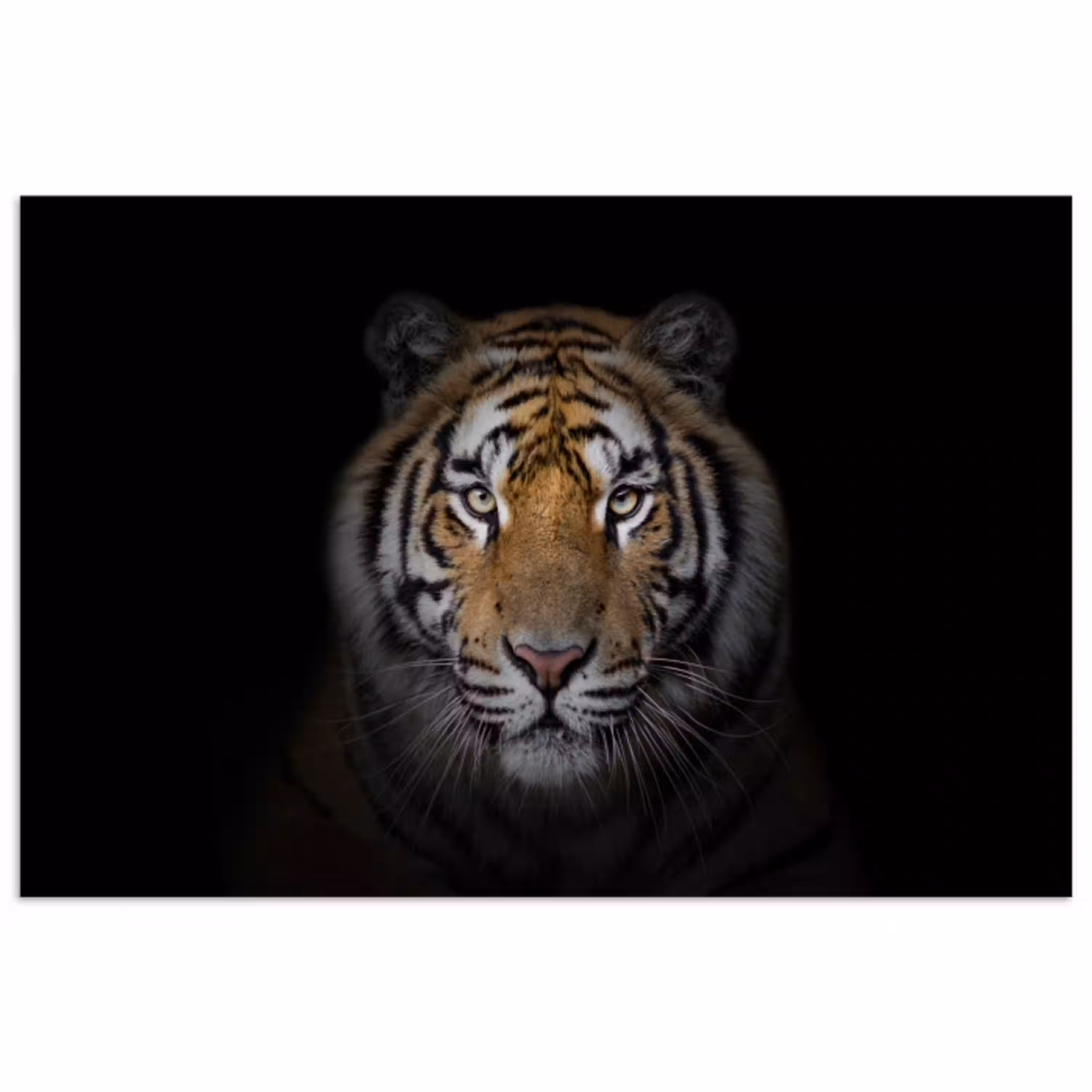 Tijger - Wilde dieren - Portret - Zwart - Dieren poster papier klein -3d