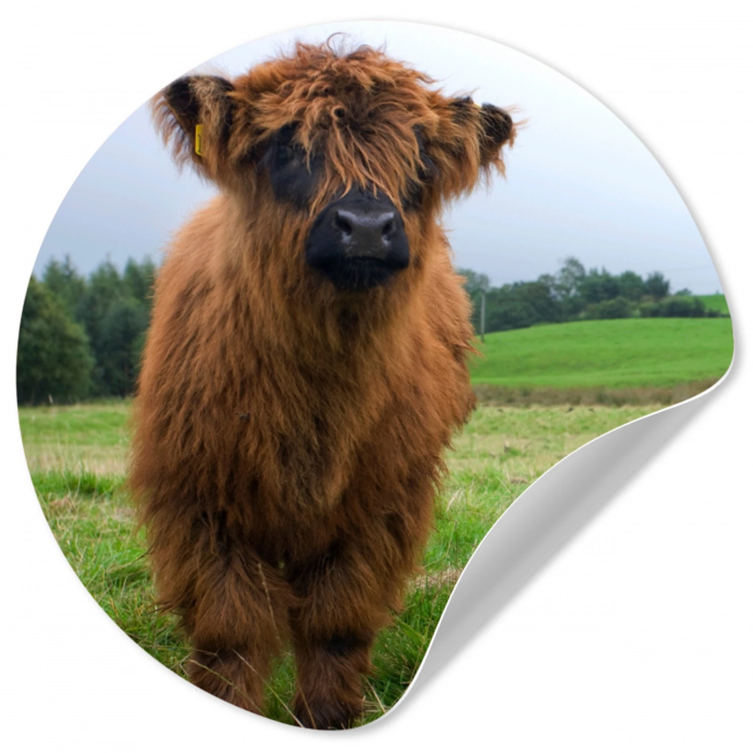 Schotse hooglander - Koeien - Natuur - Groen - Gras Wandcirkel behangsticker klein -3d