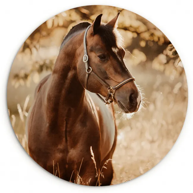 Paard - Zon - Portret - Natuur - Bruin Wandcirkel kunststof plaat 5mm dik klein -3d