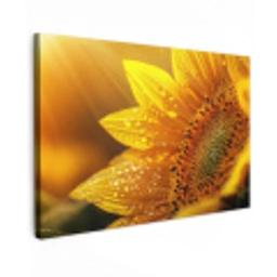 Zonnebloem - Dauwdruppels - Geel - Zonlicht Tuinposter op houten frame 2 cm dik klein -3d