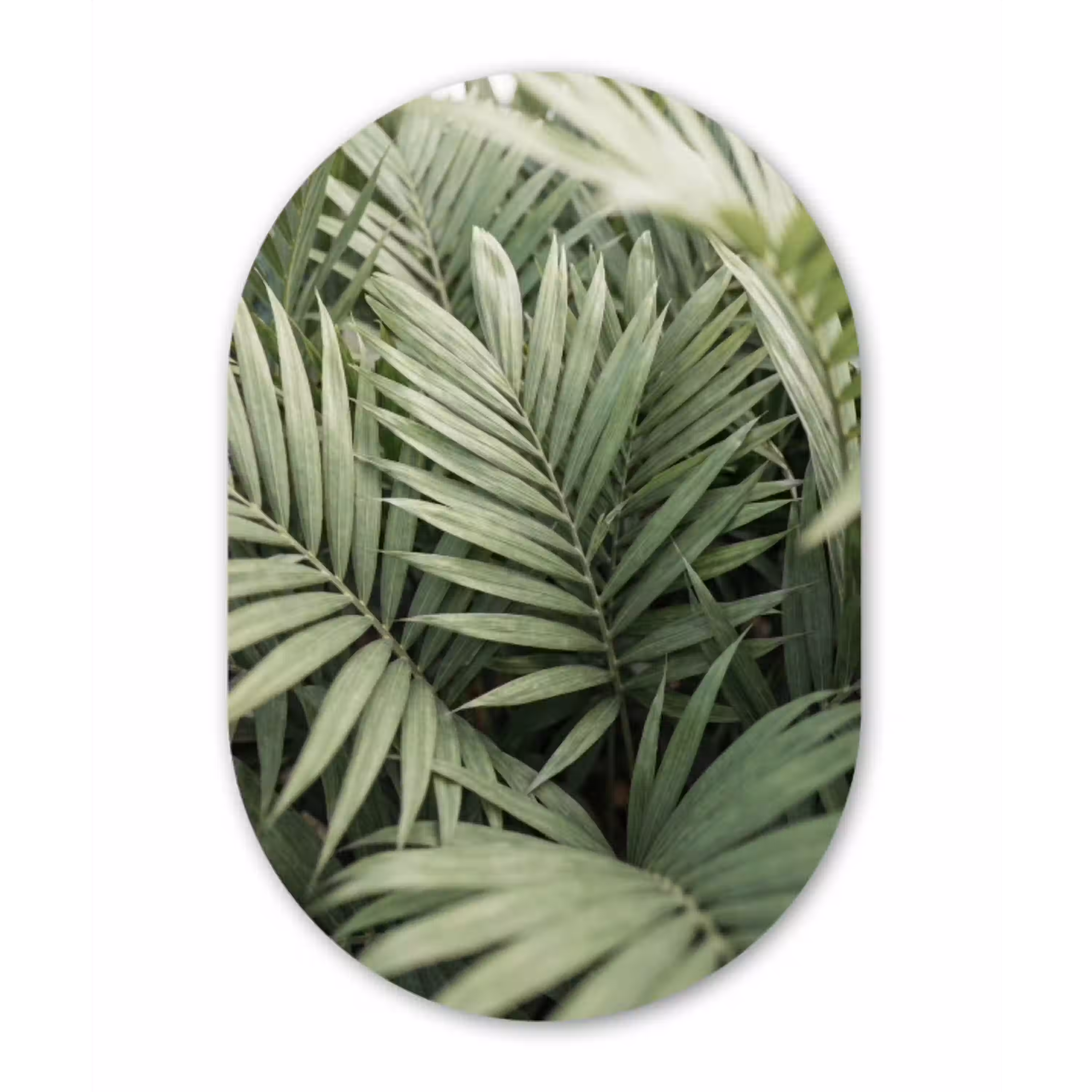 Plant - Palmbladeren - Natuur - Groen Wandcirkel Ovaal Aluminium middel -3d