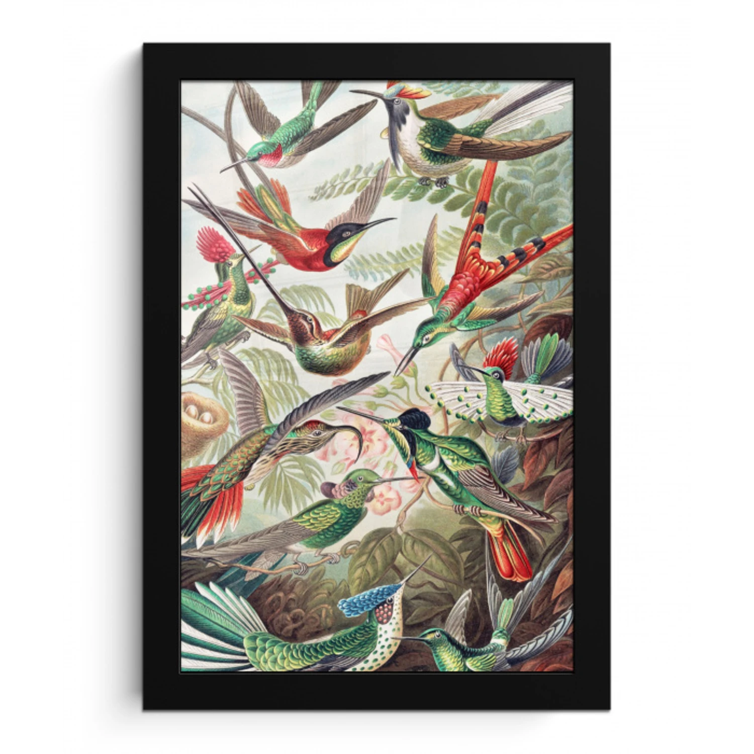 Kolibrie - Vintage - Ernst Haeckel - Vogel - Kunst - Natuur fotolijst zwart zonder passe partout klein -3d