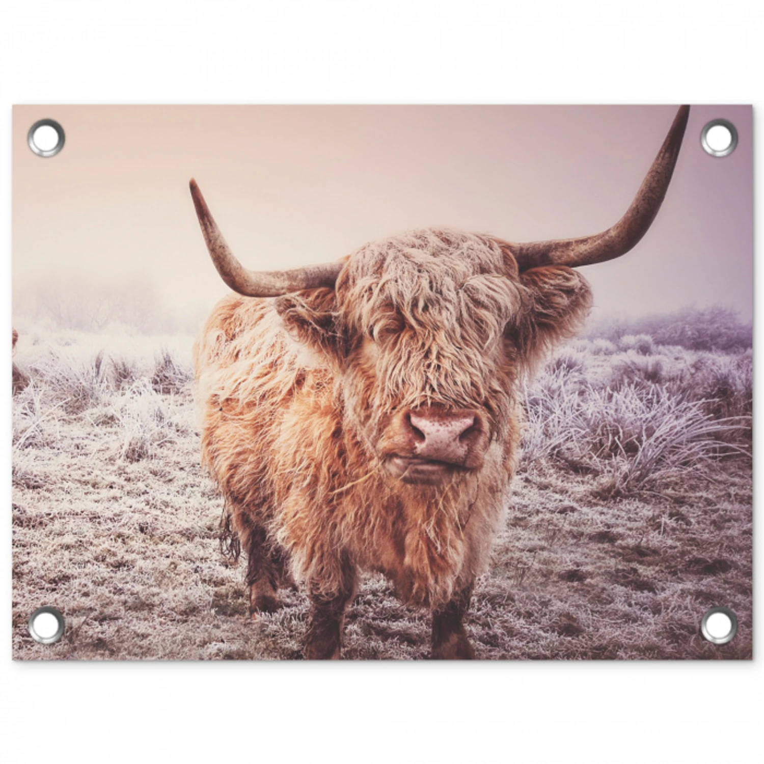Schotse hooglanders - Licht - Lucht - Natuur tuinposter los doek klein -3d