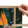 Paradijsvogel - Bloem - Exotisch Light Box met batterij (Wandlamp) middel -USP_websiteprintFR