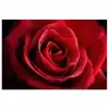Rood - Roos - Romantisch poster papier klein -3d