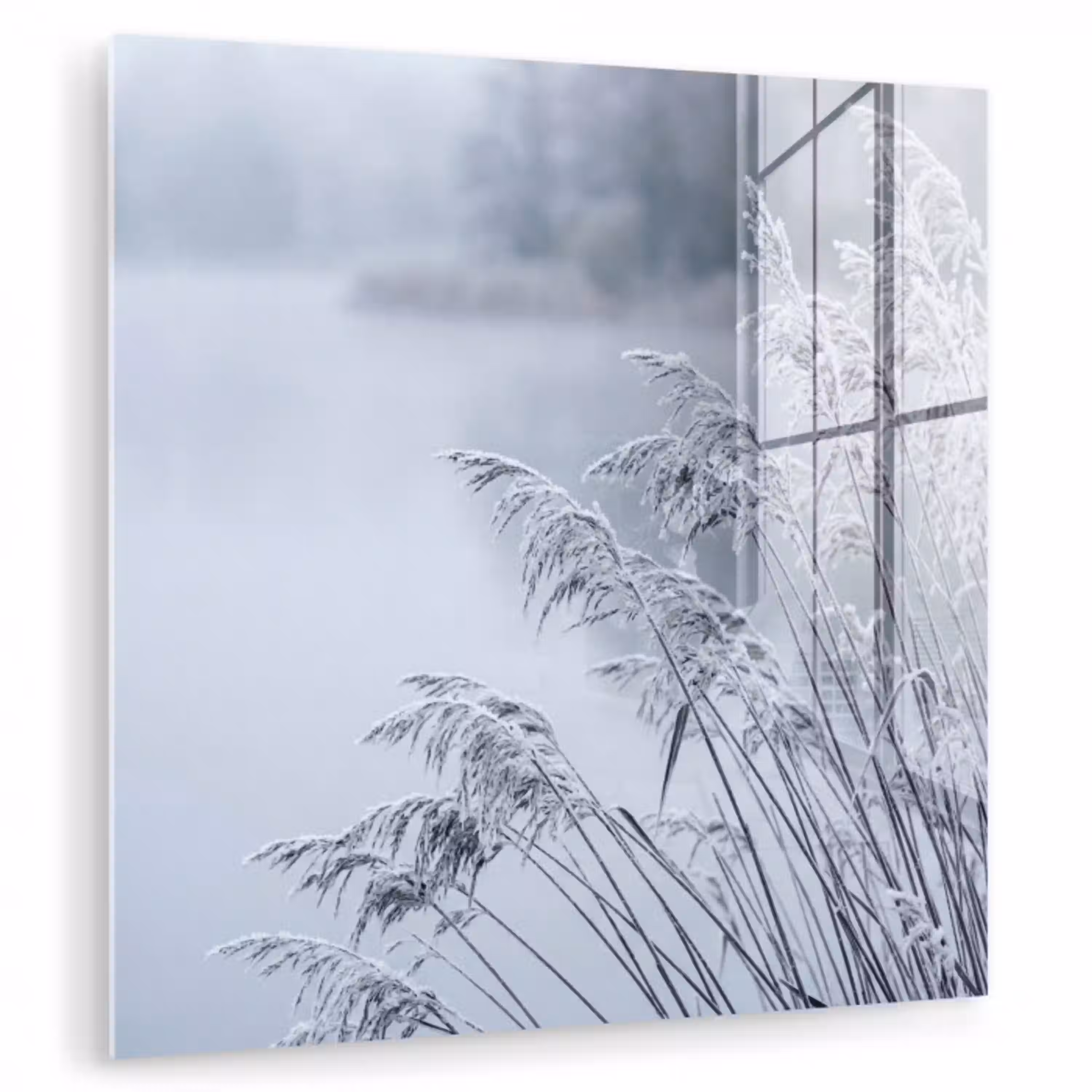Riet - Bevroren - Winter - Natuur plexiglas 5mm klein -zzzproduct_nieuw