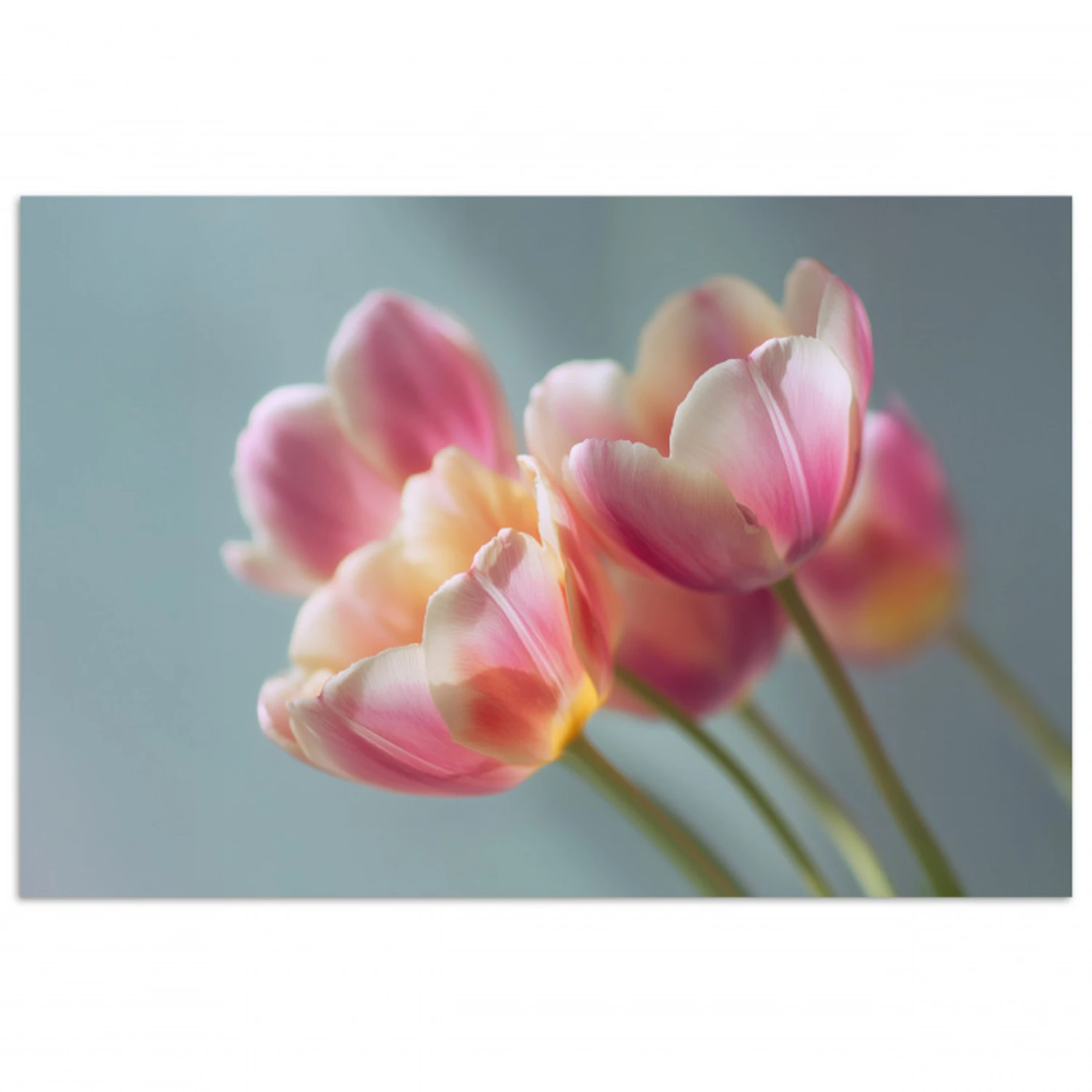 Tulpen - Roze - Stelen poster papier klein -3d