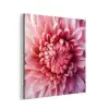 Dahlia - Bloem - Close up - Roze aluminium wit klein -3d