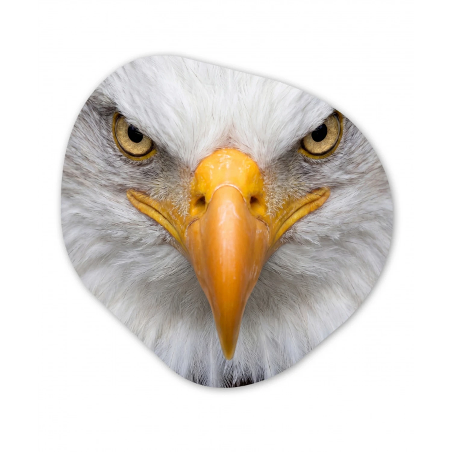 Amerikaans - Zeearend - Portret - Geel Wandcirkel Organisch Forex 3mm klein -3d