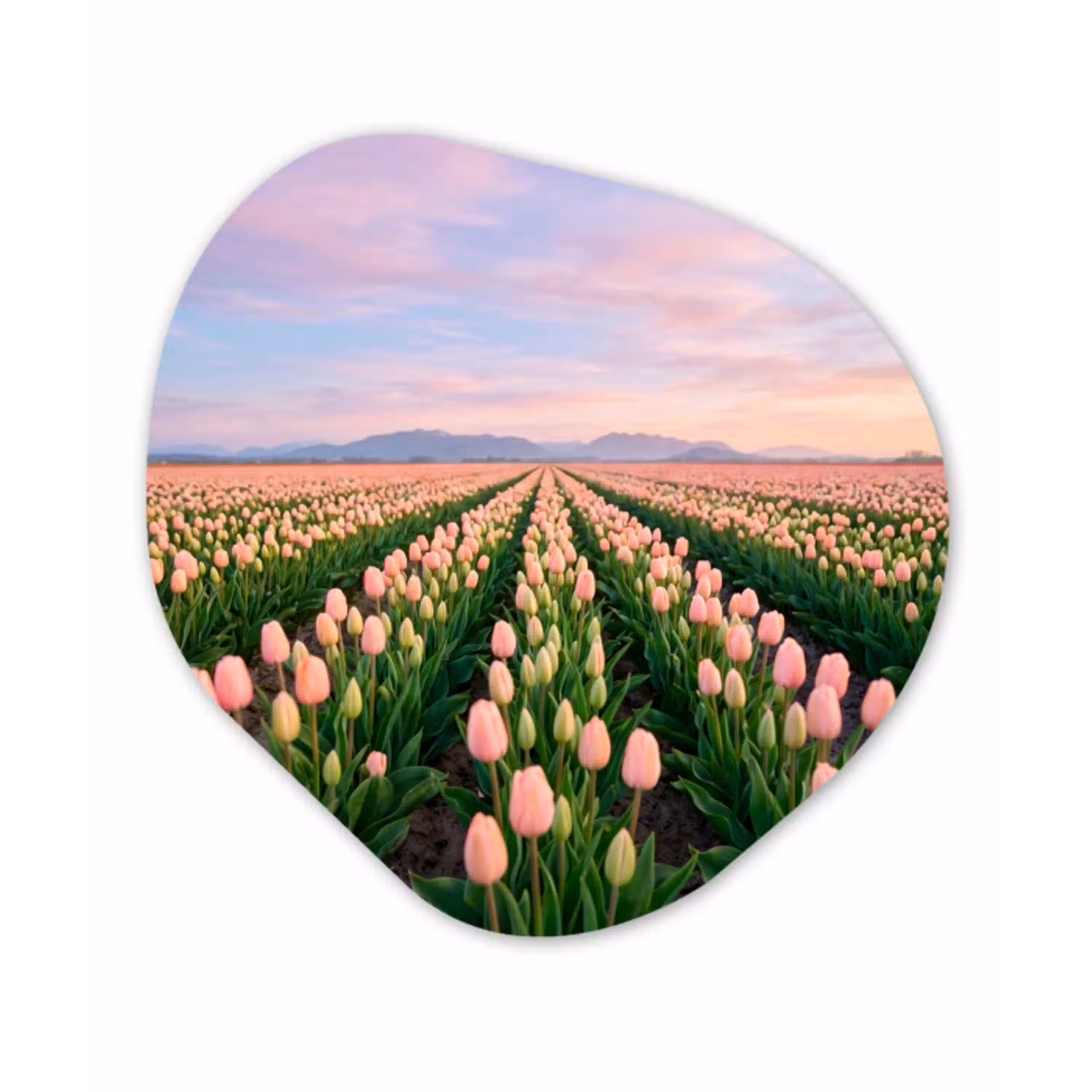 Tulpen - Landschap - Roze Wandcirkel Organisch Forex 3mm klein -3d