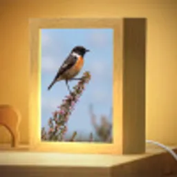 Roodborsttapuit - Heide - Paars - Natuur - Sfeervol Light Box met kabel (Kinderlampje) klein -zzzz_3d_website
