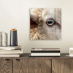 Schaap - Oog - Wit plexiglas 5mm klein -sfeer1