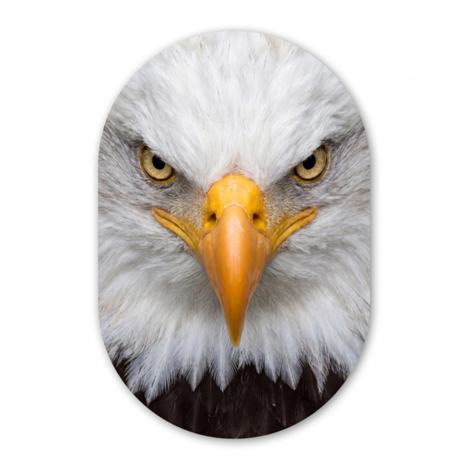 Amerikaans - Zeearend - Portret - Geel Wandcirkel Ovaal Forex klein -3d