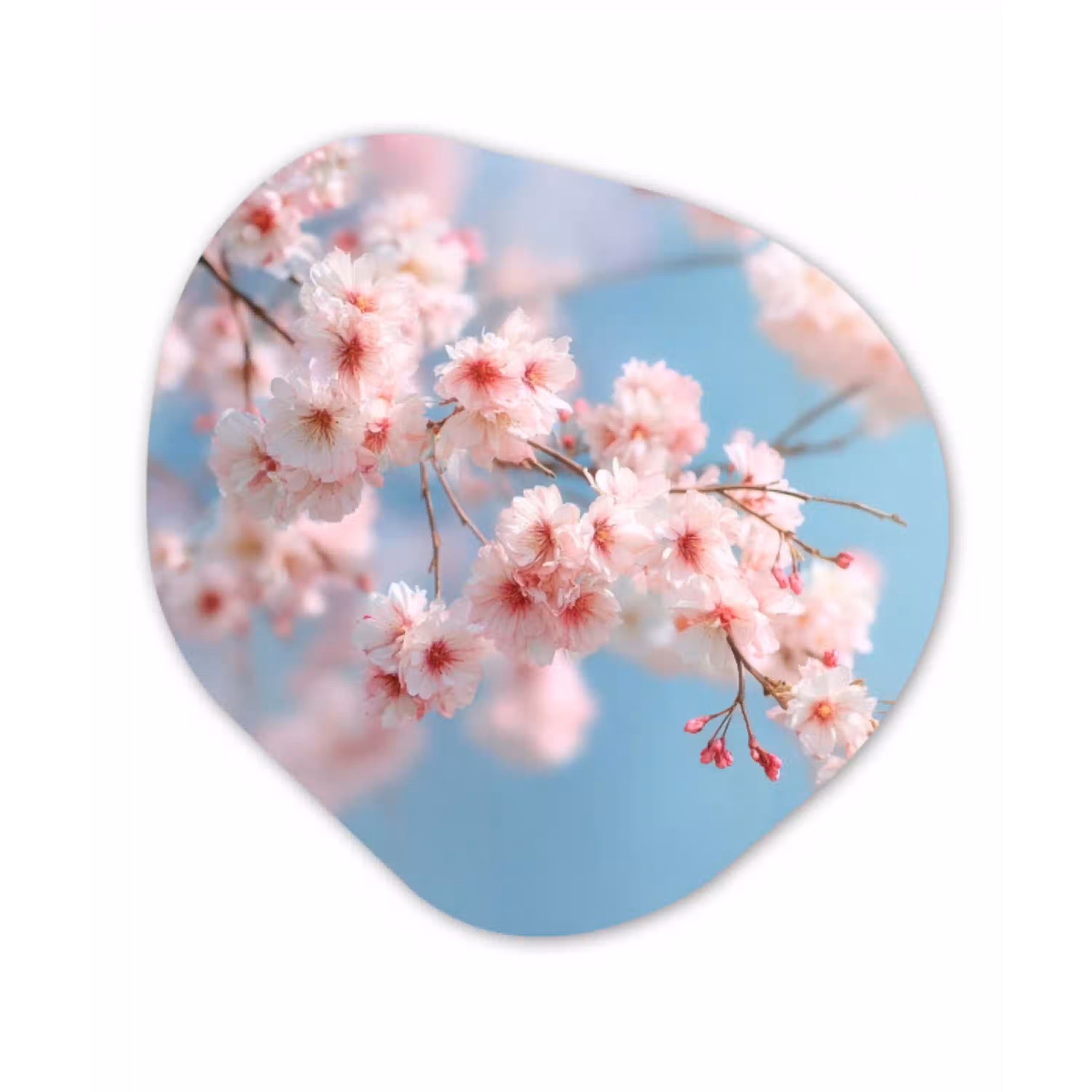 Takken - Bloesems - Roze Wandcirkel Organisch Plexiglas middel -3d