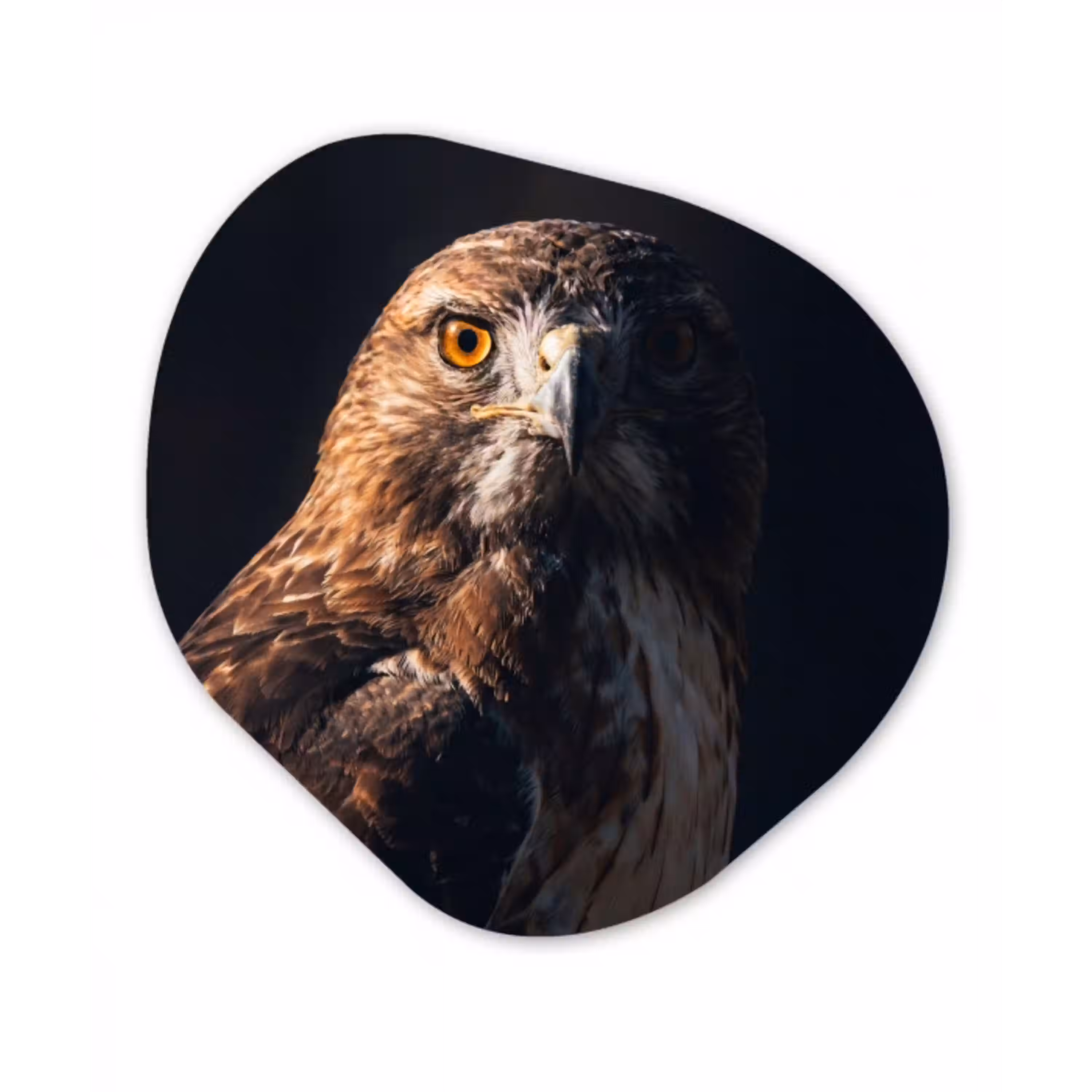 Roofvogel - Buizerd - Bruin Wandcirkel Organisch Forex 3mm klein -3d