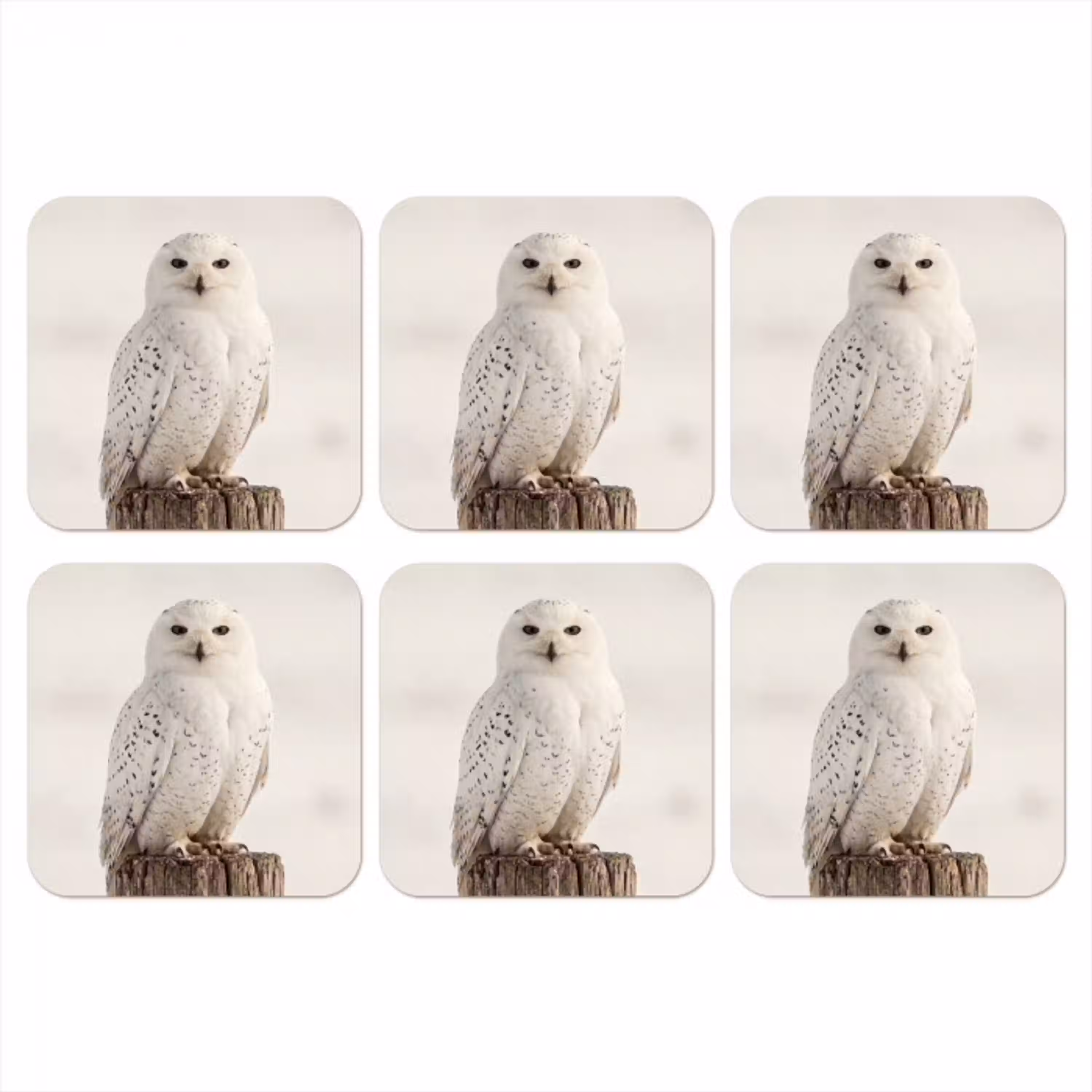 Sneeuwuil - Paal - Winter - Portret - Majestueus onderzetter kurk middel -3d
