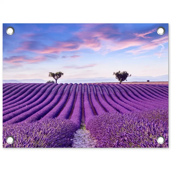 Perfecte lavendelrijen bij zonsopgang tuinposter los doek klein -3d